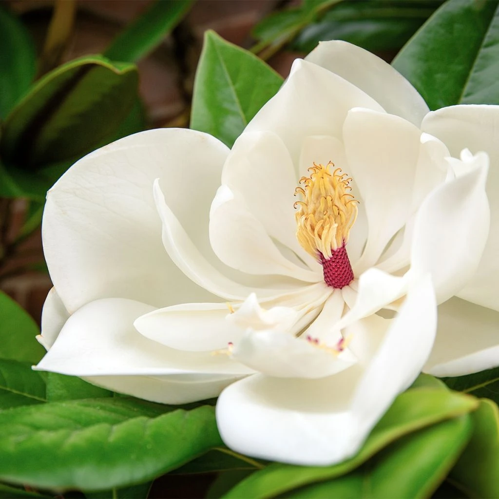 Magnolia Grandiflora Goliath - Laurier-tulipier