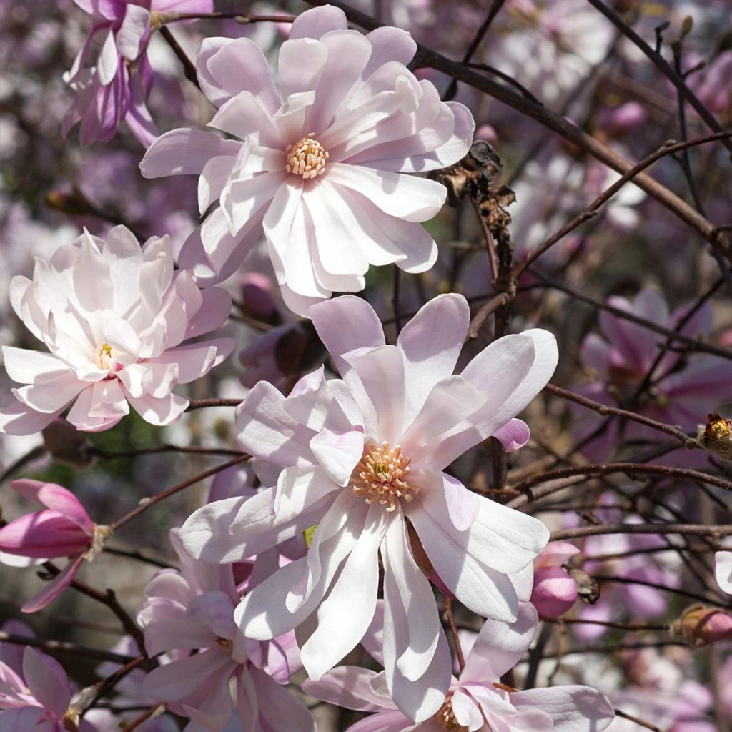 Magnolia Stellata Rosea - Magnolia étoilé