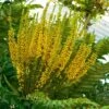 Mahonia Bealei
