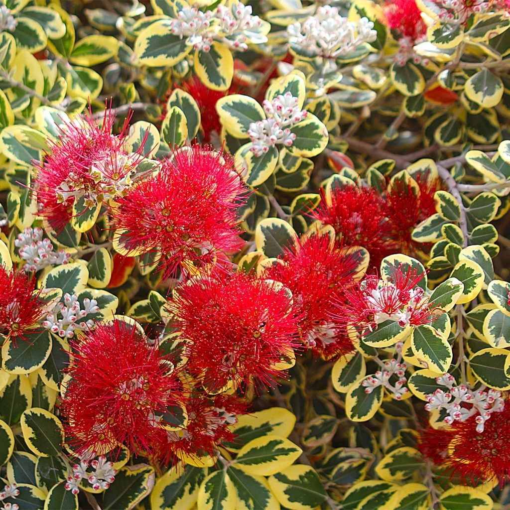 Metrosideros Kermadecensis Sunninghill