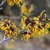 Hamamelis (x) Intermedia Aurora - Noisetier De Sorcière