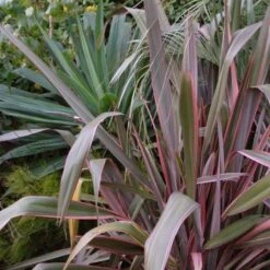 Phormium Pink Stripe - Lin De Nouvelle-Zélande