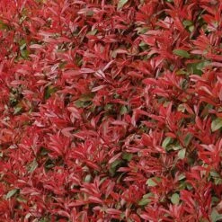 Photinia Fraseri Carré Rouge