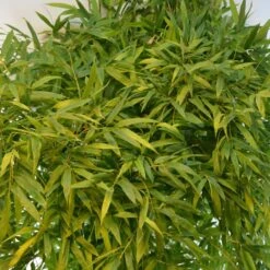 Phyllostachys Nigra Boryana - Bambou Géant