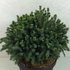 Picea Glauca Echiniformis Echt - Epinette Blanche