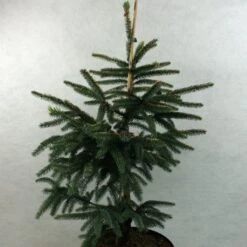 Epinette Noire - Picea Mariana Aurea