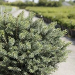 Épicéa De Sitka - Picea Sitchensis Nana