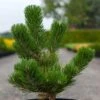 Pin Noir - Pinus Nigra Oregon Green