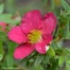 Potentilla Fruticosa Bellissima - Potentille Arbustive