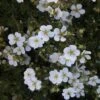 Potentilla Fruticosa White Lady - Potentille Arbustive