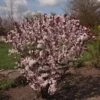 Prunus Cistena - Prunier Des Sables