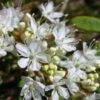 Cerisier Nain Rampant - Prunus Pumila Depressa