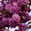 Cerisier à Fleurs - Prunus Serrulata Kiku Shidare Zakura