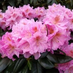 Rhododendron Scintillation