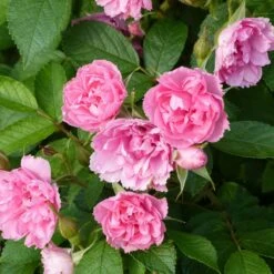 Rosier Ancien Pink Grootendorst
