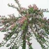 Salix Sachalinensis Sekka - Saule De Sakhaline Pot De 3L/4L
