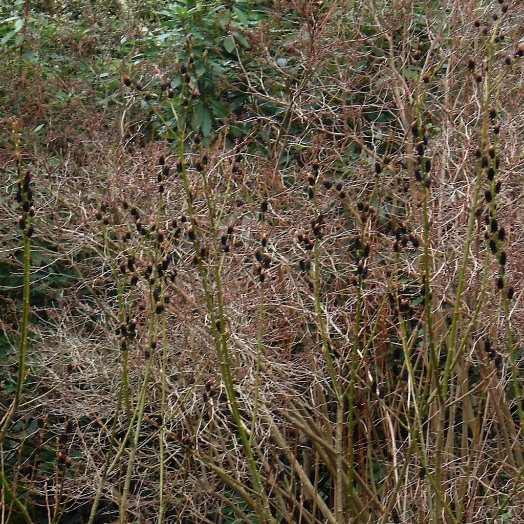 Saule Griffe De Loup - Salix Gracilistyla