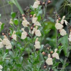 Sauge Arbustive Melen - Salvia Jamensis