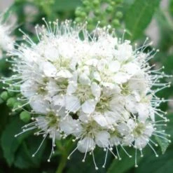 Spirée Japonaise Albiflora - Spiraea Japonica