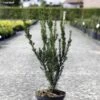 Taxus Media Hillii - If Hybride