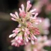 Viorne D'hiver - Viburnum Bodnantense Charles Lamont.