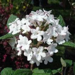 Viorne - Viburnum Carlesii Aurora