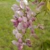 Wisteria Venusta Rosea - Glycine Du Japon