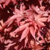 Érable Du Japon - Acer Palmatum Twomblys Red Sentinel