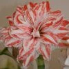 Amaryllis Double Dancing Queen