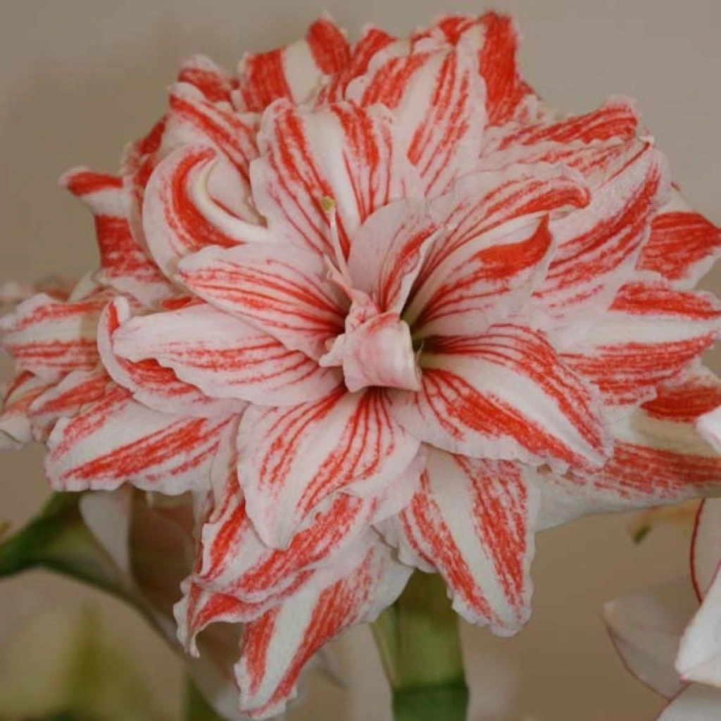 Amaryllis Double Dancing Queen