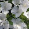 Azalée Du Japon Eucharis - Rhododendron Hybride
