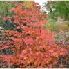 Charme Commun Rockhampton Red - Carpinus Betulus