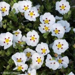 Ciste Du Portugal - Cistus X Lusitanicus Decumbens