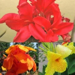 Collection De 3 Cannas