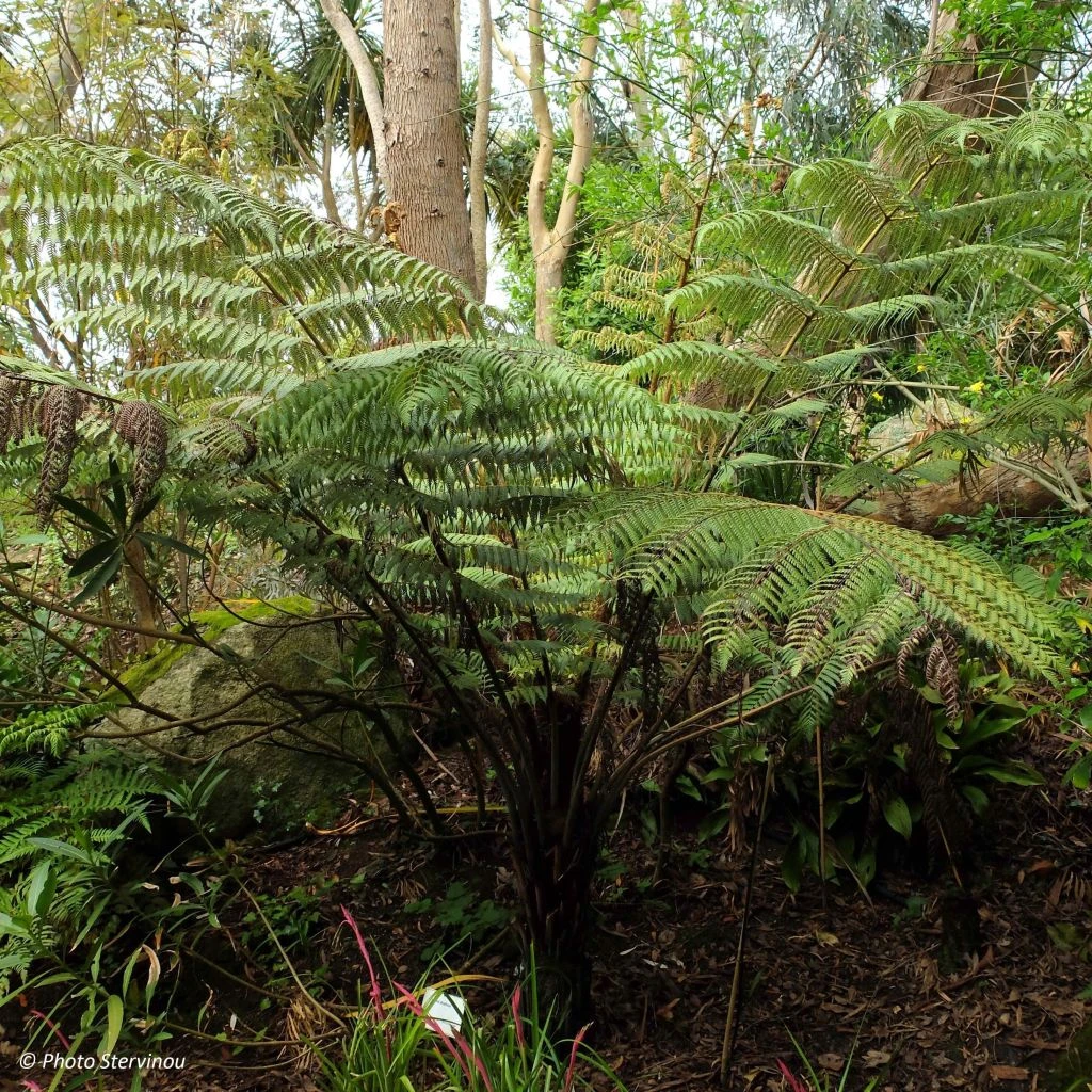 Cyathea Dealbata - Fougère Arborescente
