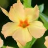 Dipladenia Diamantina Emerald Amber Star