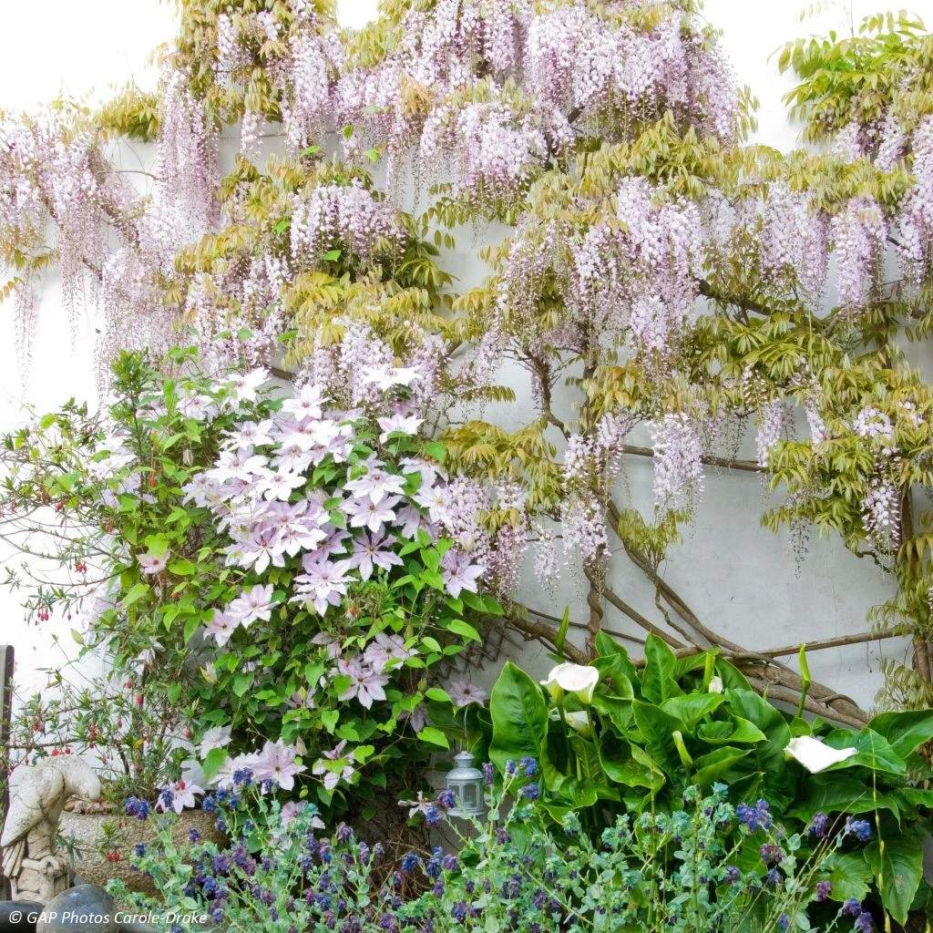 Duo Douceur - Clématite Nelly Moser Et Glycine De Chine Rose