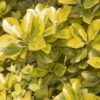 Euonymus Japonicus Aureus - Fusain Du Japon