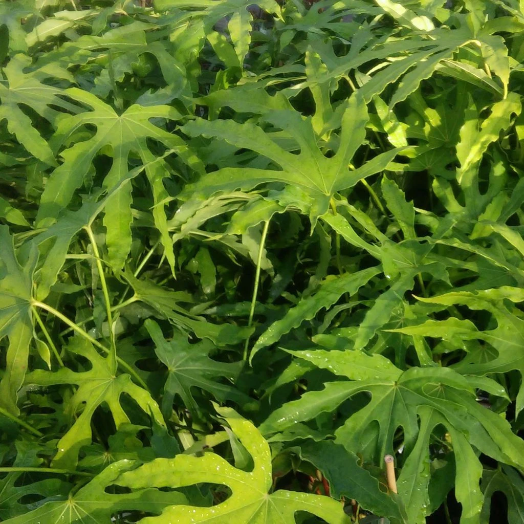 Fatsia Polycarpa Green Fingers - Fatsia De Taiwan