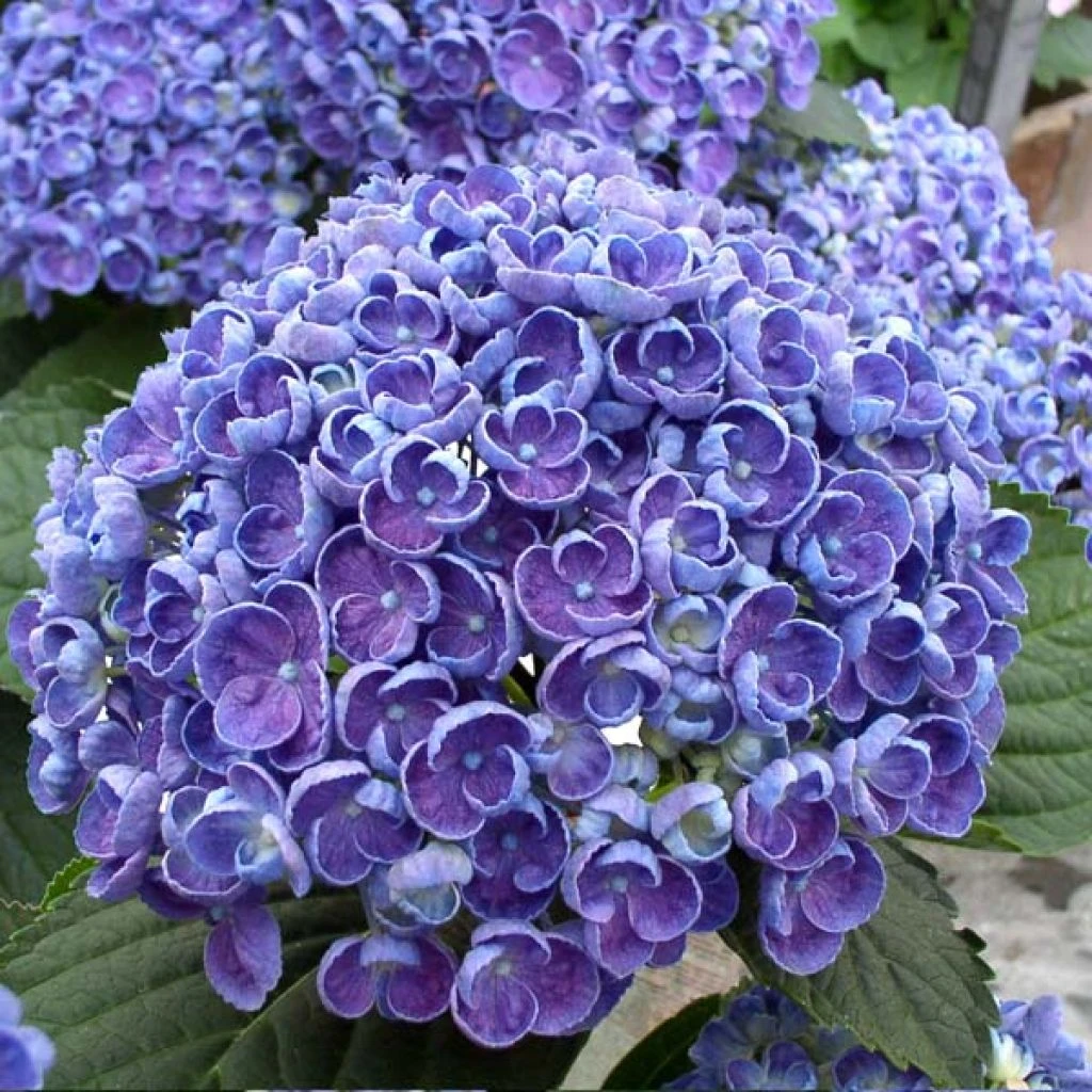 Hortensia - Hydrangea Macrophylla Hovaria Hopcorn