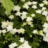 Hortensia - Hydrangea Macrophylla Fireworks White