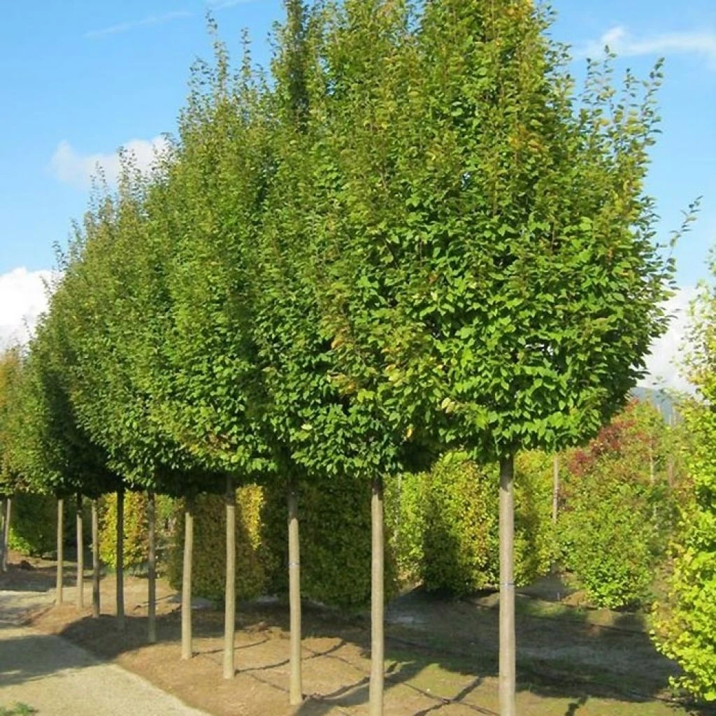 Carpinus Betulus Frans Fontaine - Charme Commun