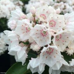 Kalmia Latifolia Zébulon - Laurier Des Montagnes Blanc Nuancé De Rose