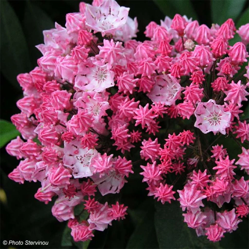 Kalmia Latifolia You Can - Laurier Des Montagnes En Camaieu De Rose