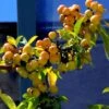 Pommier D'ornement - Malus Golden Hornet