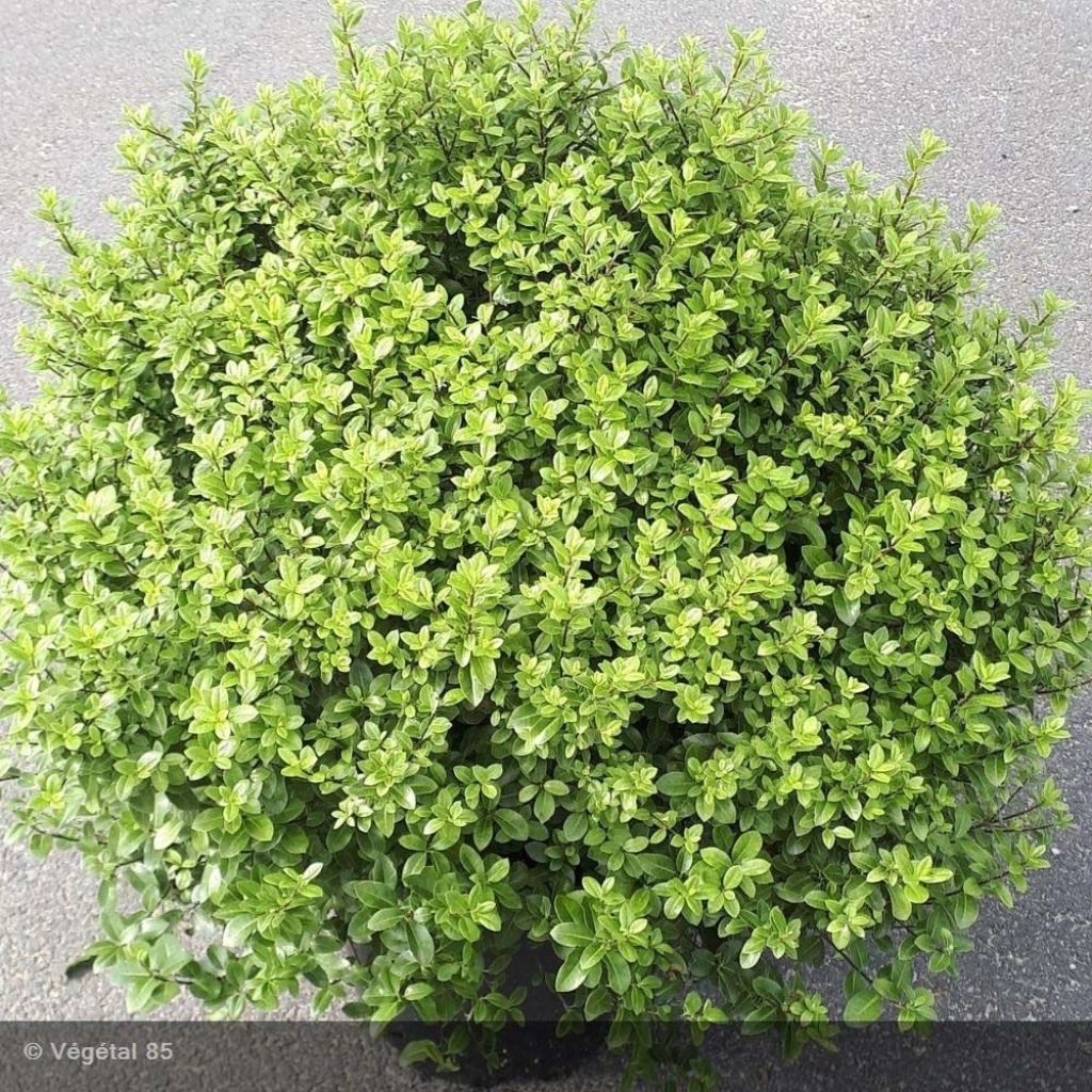 Pittosporum Tenuifolium Midget