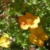 Potentilla Fruticosa Solar'issima - Potentille Arbustive