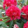 Rhododendron Arboreum Rouge - Grand Rhododendron