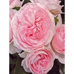 Rosier Urban Streetlight Larissa