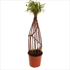 Saule à Bois Brun Tressé - Forme Hélice